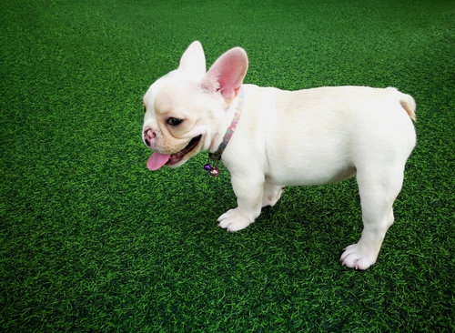 dog-artificial-grass