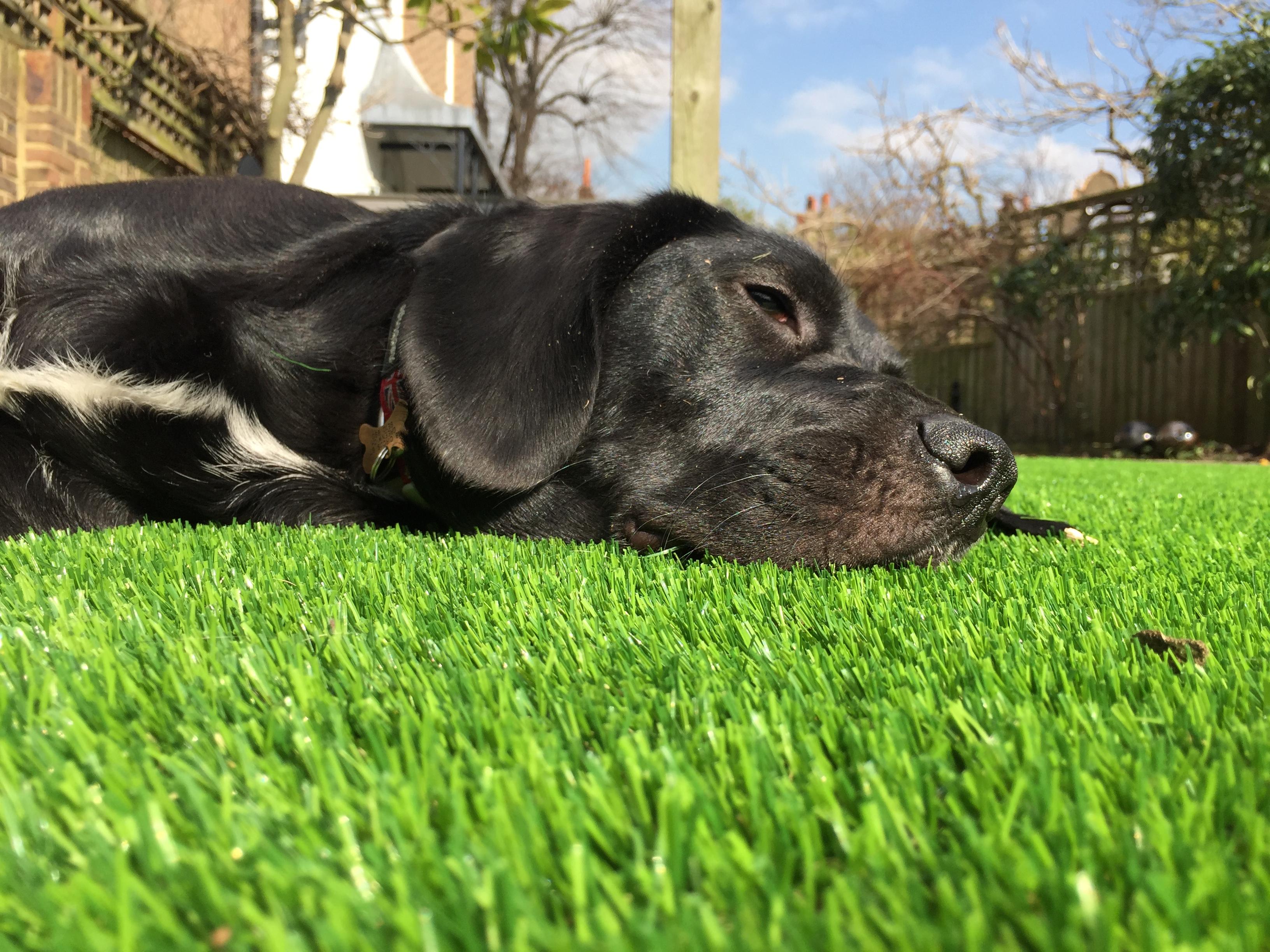 artificial grass for dogs