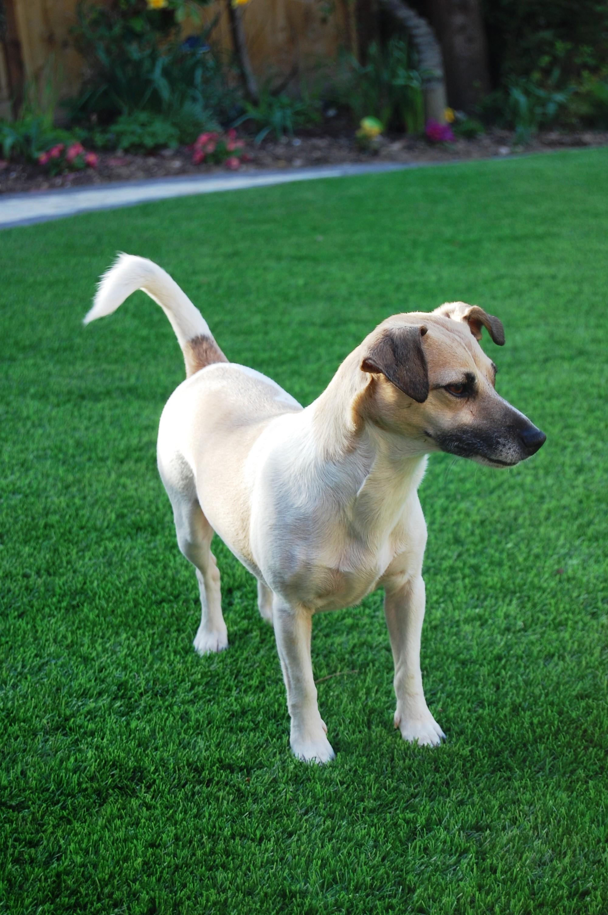 can dogs ruin fake grass