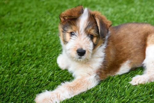 is artificial grass toxic to dogs