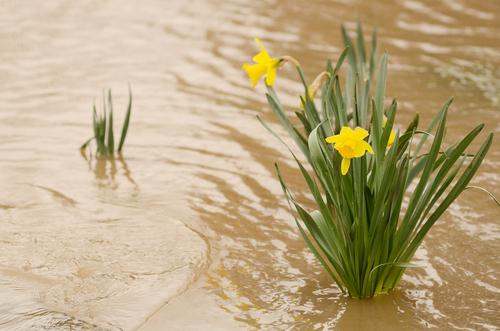 Daffodil flowers in the muddy flood waters