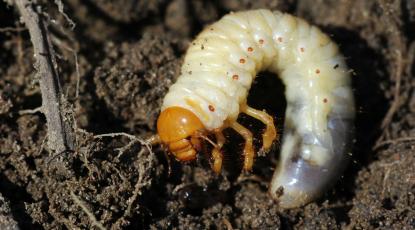 How to Get Rid of Chafer Grubs in Lawns