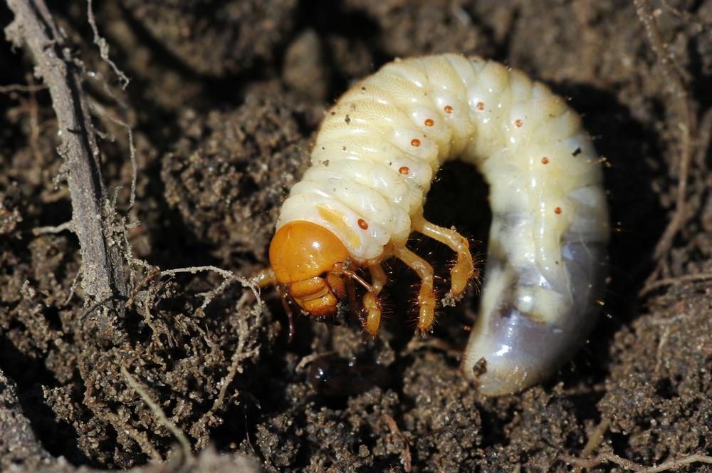 Cockchafer