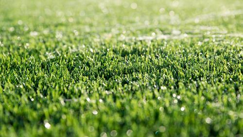 Is Artificial Grass Environmentally Friendly?