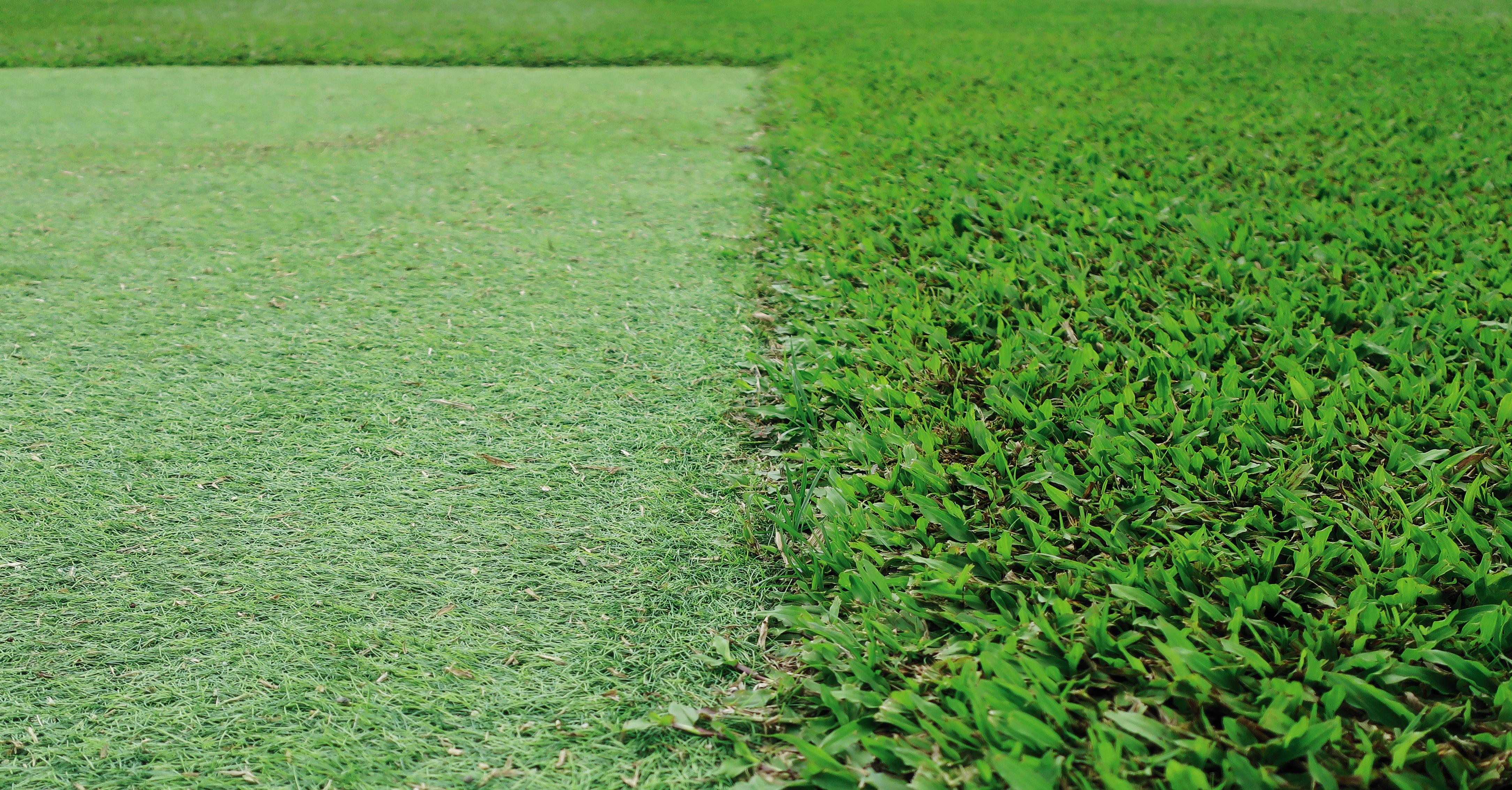 Can You Lay Artificial Grass Next to Real Turf?