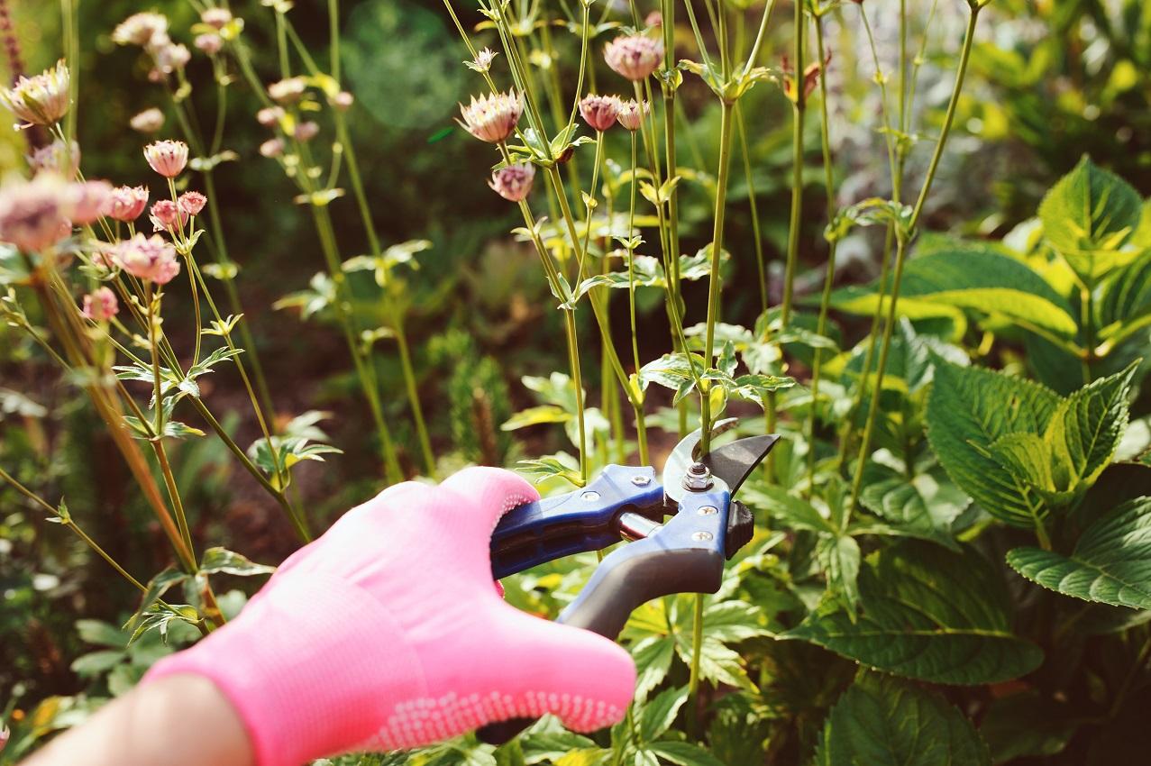 look after your flowers in winter