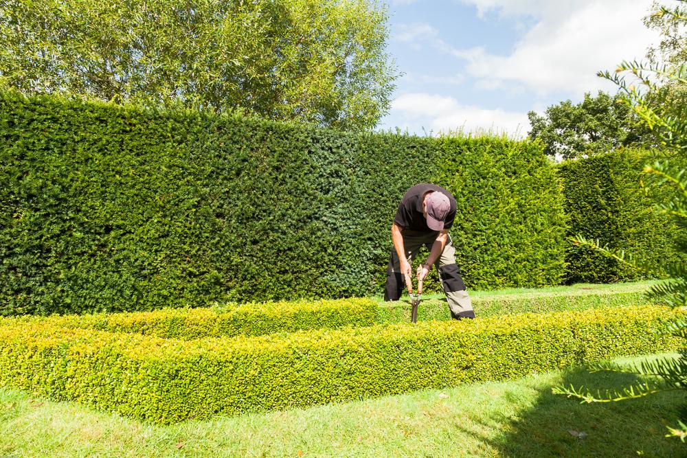 Garden Maintenance Tips for Beginners