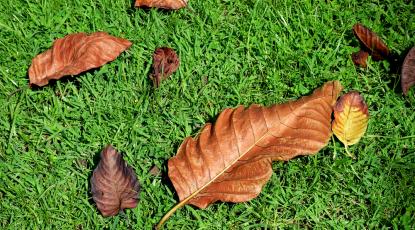 How to Care for Your Artificial Lawn in Autumn and Winter