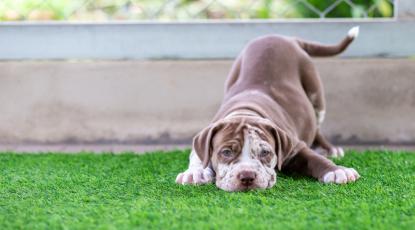 Transforming Kent Pet-Friendly Spaces with Artificial Grass