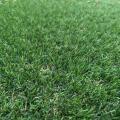Miracle Lawn 5293