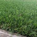 Miracle Lawn 5295