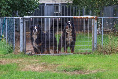 Artificial Grass for Pet Cages