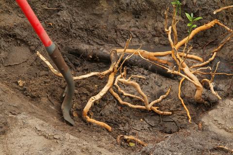 Troublesome Tree Roots and Artificial Grass