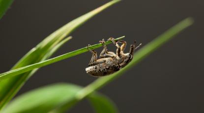 Three Garden Pests to Watch Out For