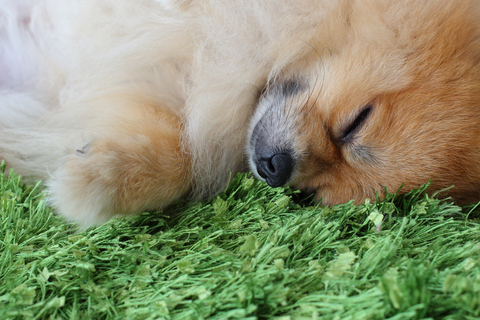 Is My Dog Allergic To Grass? | Artificial Lawn Company