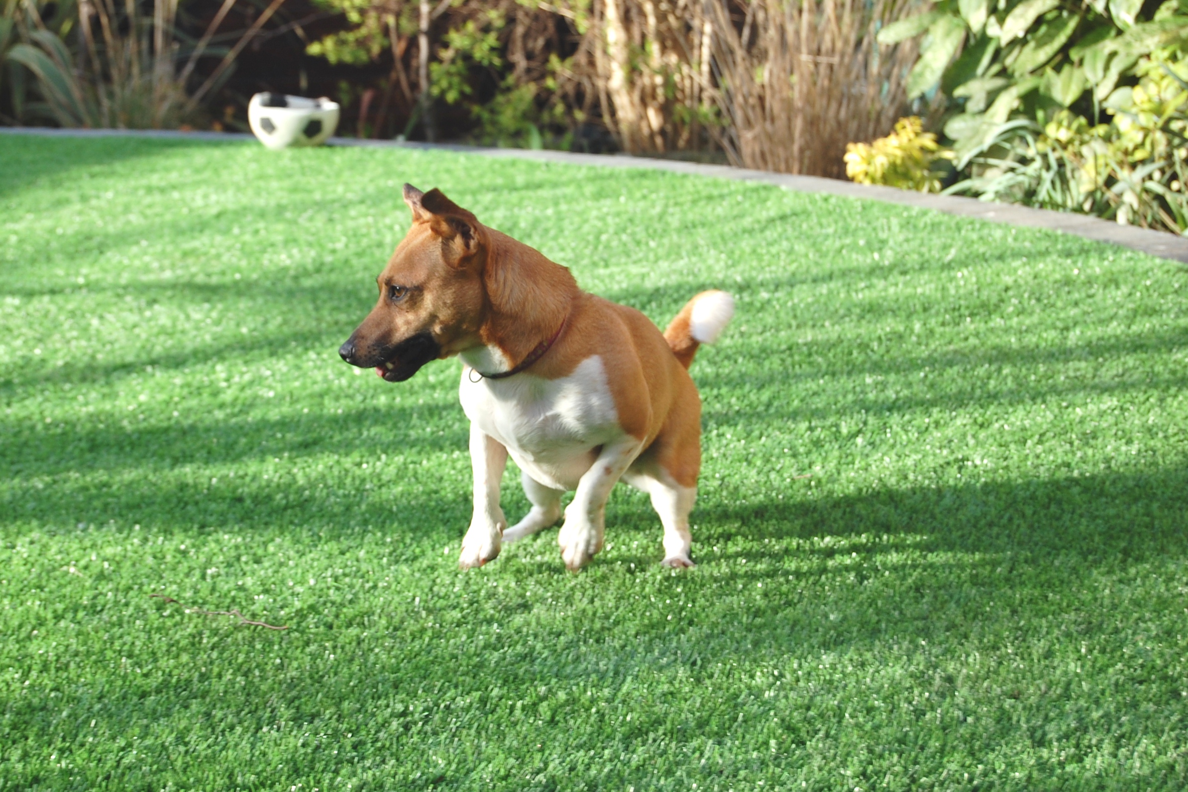 Artificial Grass For Dogs | Fake Lawns for Dogs and Pets